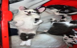 Mixed Breed cats for sale: Beautiful kittens Ready Now - Image 2