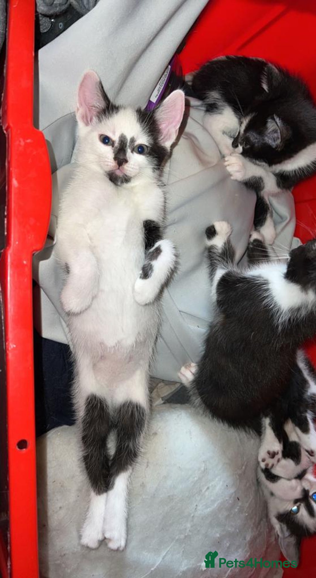 Mixed Breed cats for sale: Beautiful kittens Ready Now - Image 2