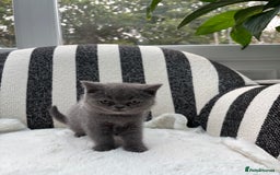 British Shorthair cats for sale: British Shorthair Kittens  - Image 11