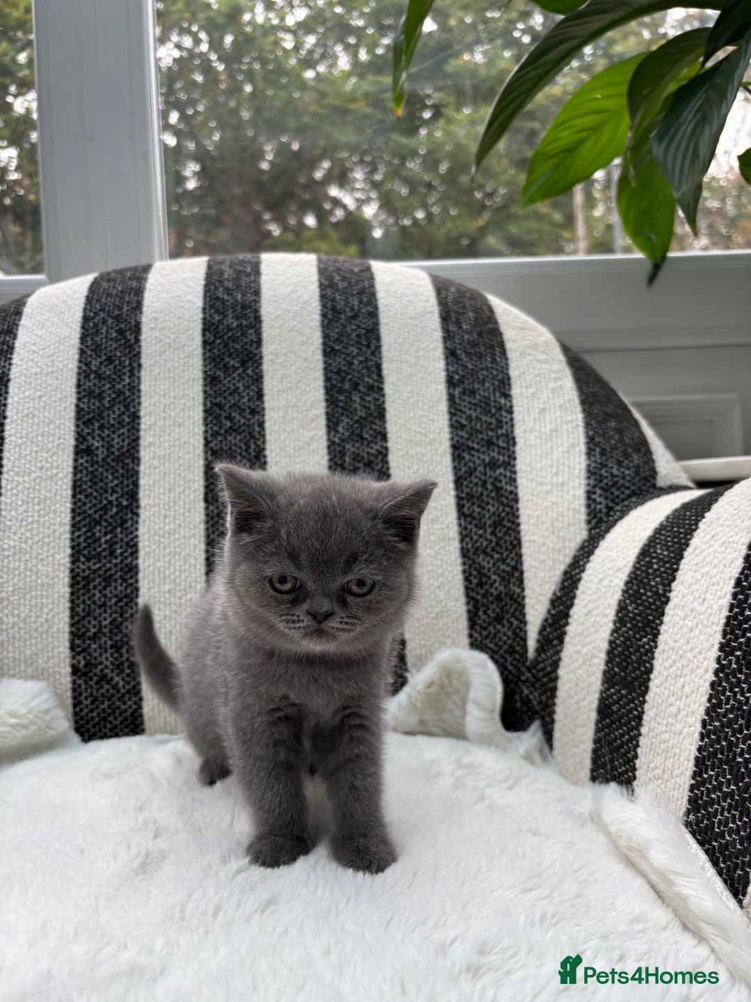 British Shorthair cats for sale: British Shorthair Kittens  - Image 11