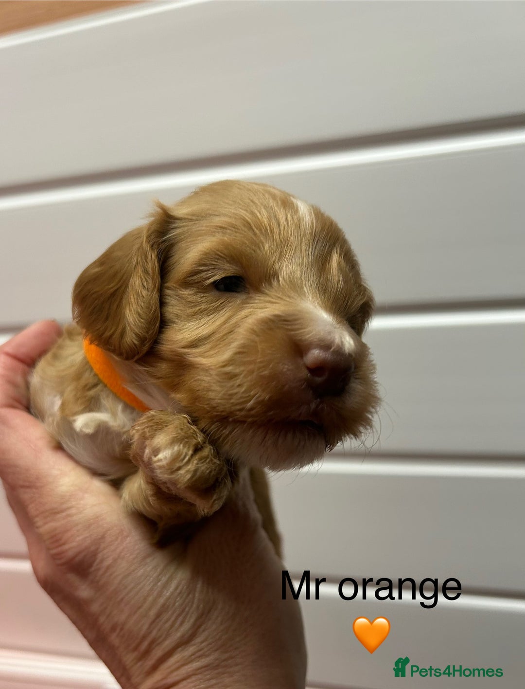 Cockapoo dogs for sale: F1 TOY SHOW TYPE DNA 🧬 CLEAR COCKAPOO BABIES 🧸 - Advert 14