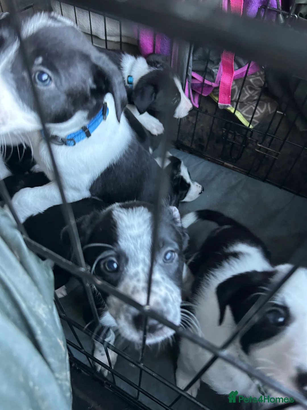 Border Collie dogs for sale: Working Border Collie puppies  - Advert 12