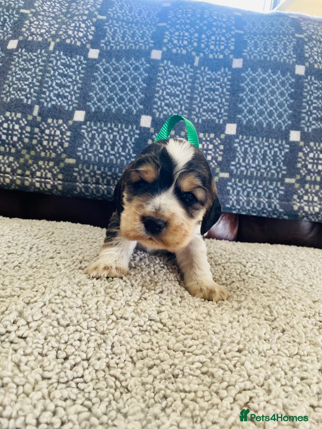 Cocker Spaniel dogs for sale: KC/ Healthtested parents. Showtype cockerspaniel🌸 - Advert 14