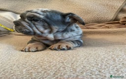 French Bulldog dogs for sale: Only 3 boys left, 5⭐️KC frenchies carrying fluffy  - Image 31