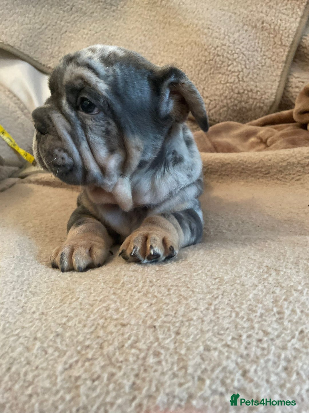 French Bulldog dogs for sale: Only 3 boys left, 5⭐️KC frenchies carrying fluffy  - Image 31