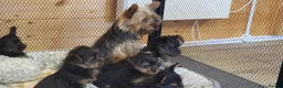 Yorkshire Terrier dogs for sale: Stunning Yorkshire Terrier puppies.  - Advert 16