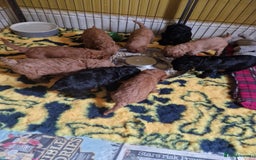 Cockapoo dogs for sale: SIMPLY UNIQUE SHOW TYPE F1 COCAPOOS - Image 5