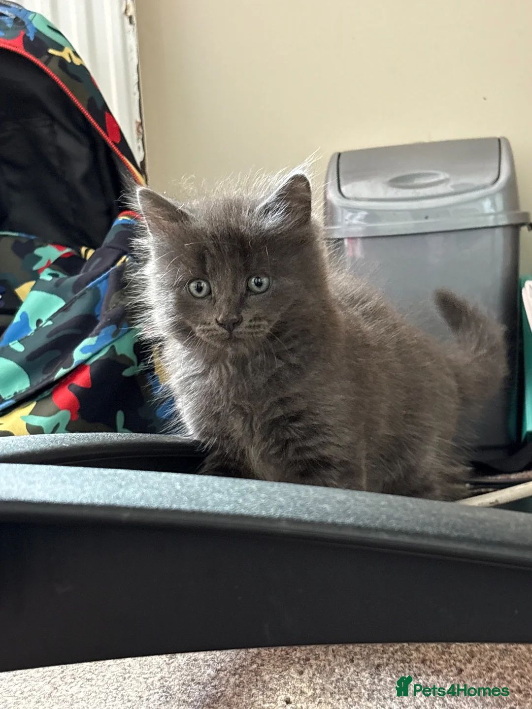 Domestic Shorthair cats for sale: Beautiful kittens nearly ready for a new home - Advert 2