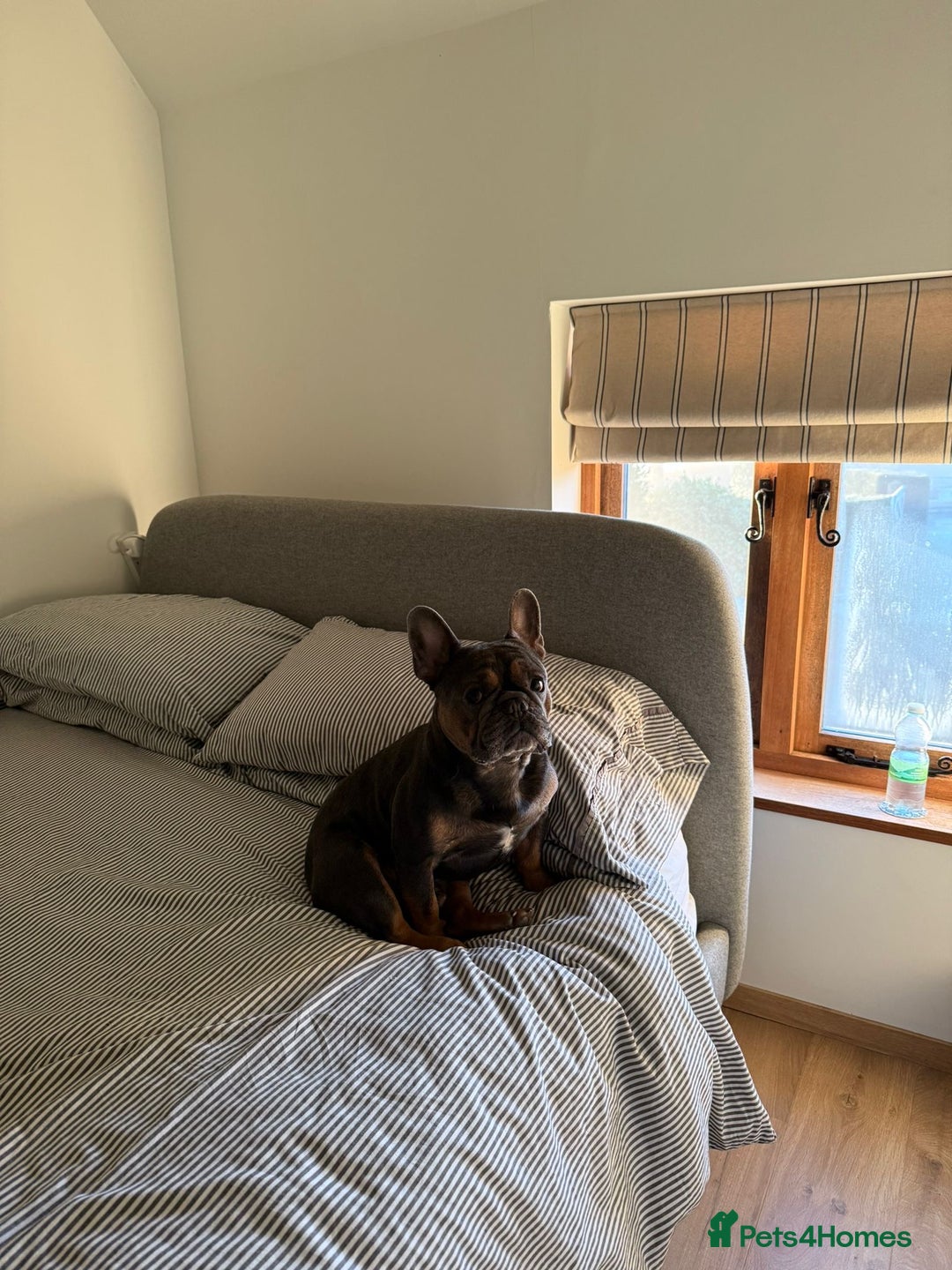 French Bulldog dogs for stud: Beautiful stocky athletic frenchie. Kc registered  - Advert 3