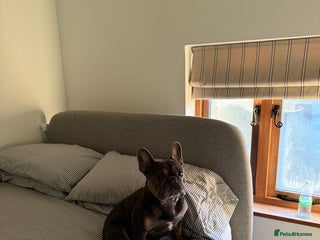 French Bulldog dogs Beautiful stocky athletic frenchie for stud - Advert 1