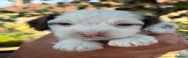 Cockapoo 3