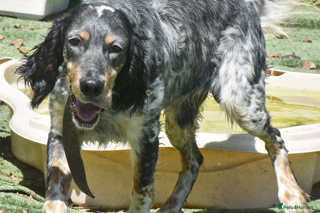 English Setter dogs for adoption: Hasgar - Image 5