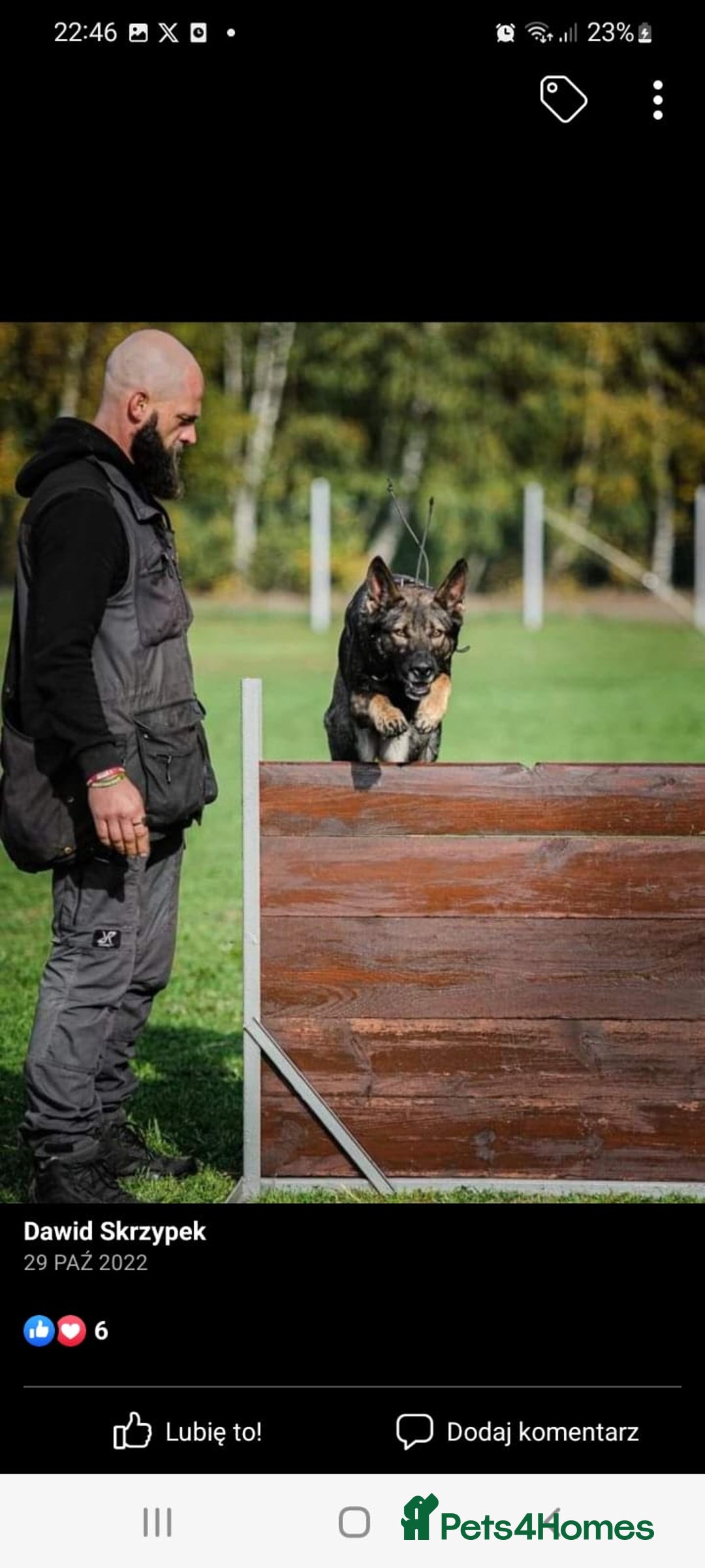 German Shepherd dogs for sale: Working line GSD pups  - Advert 10