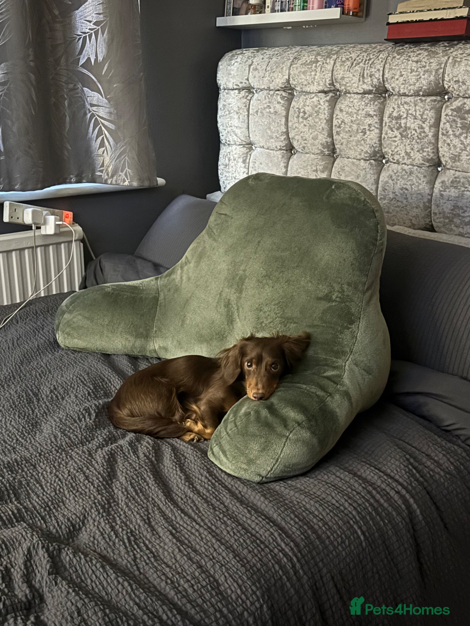 Dachshund dogs Beautiful dachshund puppy’s  - Advert 1