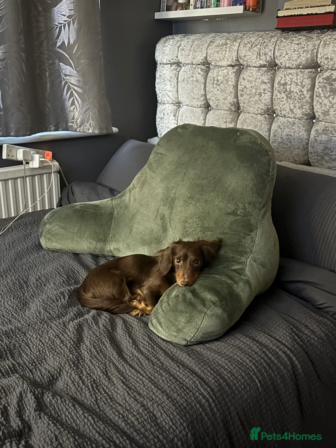 Dachshund dogs for sale: Beautiful dachshund puppy’s  - Advert 1