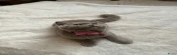Scottish Fold cats for sale: Champion BL Stunning Scottish kittens  - Advert 36