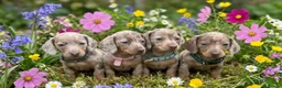 Miniature Dachshund dogs for sale: Isabella silver dapple miniature Daschound puppy’s - Advert 3