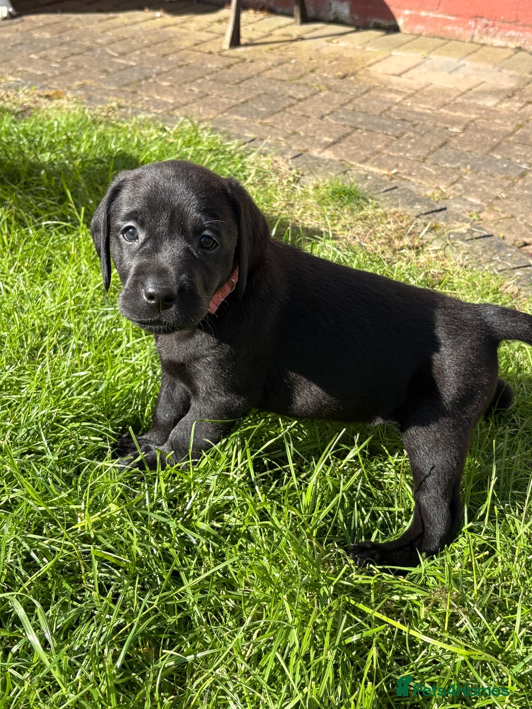 Labrador Retriever dogs for sale: KC reg labs- working bloodline  in Lanark - Image 18