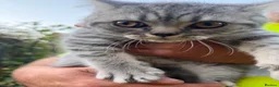 British Shorthair cats for sale: Beautiful British short hair kittens  - Advert 7