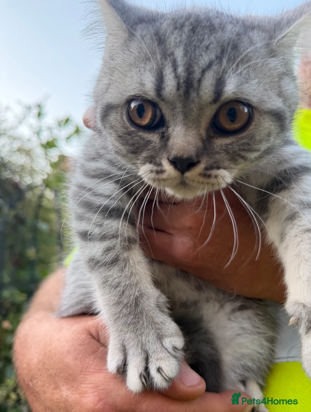 British Shorthair cats for sale: Beautiful British short hair kittens  - Advert 7