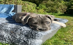 Mixed Breed dogs for sale: Canecorsa/greatdane - Image 3