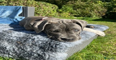 Mixed Breed dogs - Advert 3