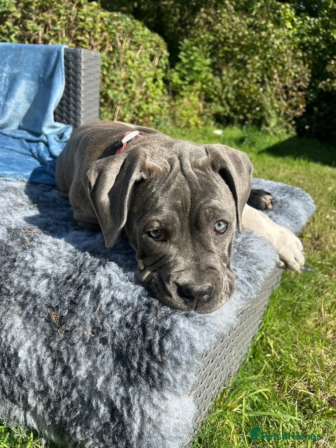 Mixed Breed dogs for sale: Canecorsa/greatdane - Image 3