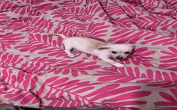 Mixed Breed dogs for sale: 2 Beautiful chihuahua boys needing a loving home  - Advert 9