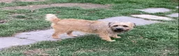 Border Terrier dogs for sale: Border Terrier Girl - Advert 5
