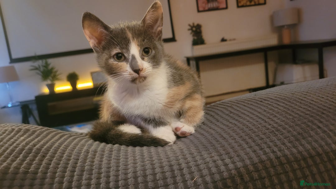 Mixed Breed cats for sale: Three gorgeous kittens available! - Advert 28