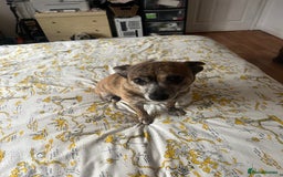 Chiweenie dogs for sale: One girl left  - Image 5