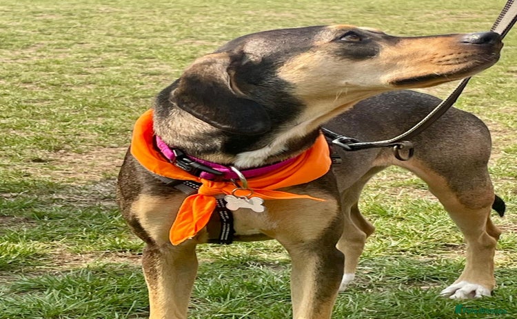Mixed Breed dogs - Advert 4