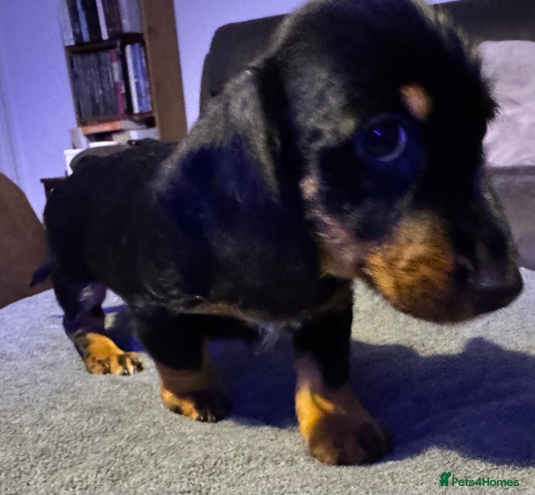 Dachshund dogs for sale: Gorgeous Standard wire haired & smooth Dachshunds - Advert 32