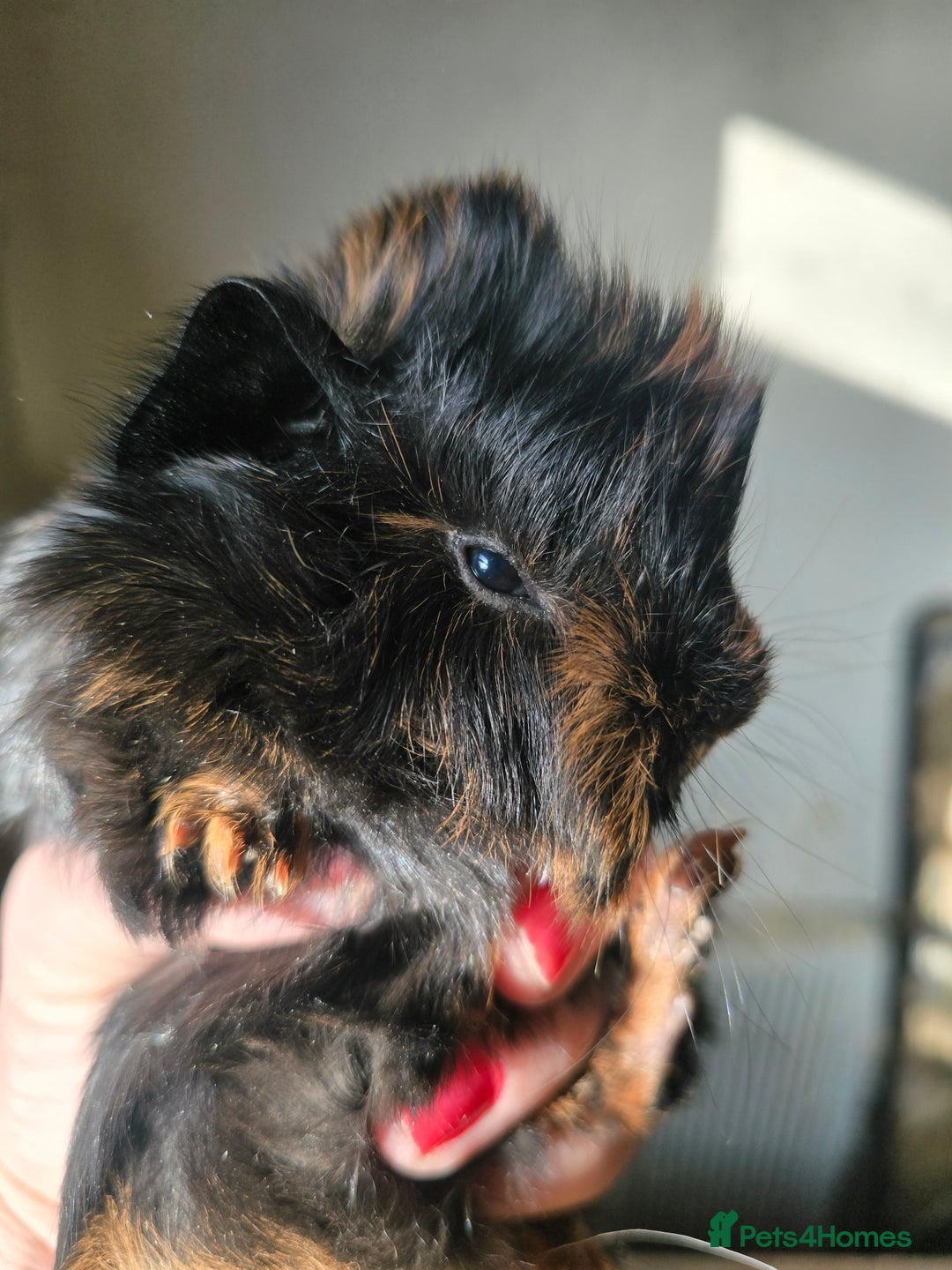 Guinea Pig rodents for sale: Male baby guinea pig  - Advert 5