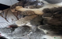 British Shorthair cats for sale: British short hair kittens  - Image 5