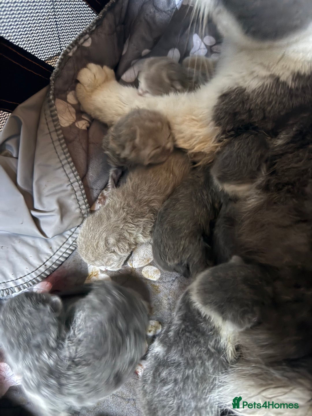 British Shorthair cats for sale: British short hair kittens  - Image 5