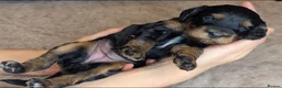 Cockapoo dogs for sale: Adorable Cockapoo  - Black,white & Tan in Hinckley - Advert 6