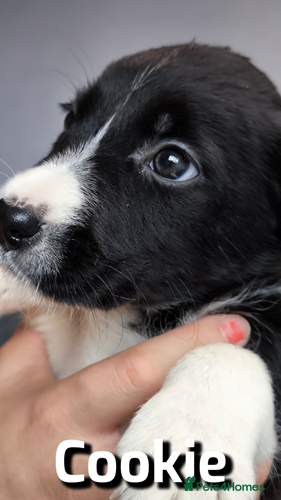 Border Collie dogs for sale: Purebred Border Collie Puppies Tri Intelligent - Image 6