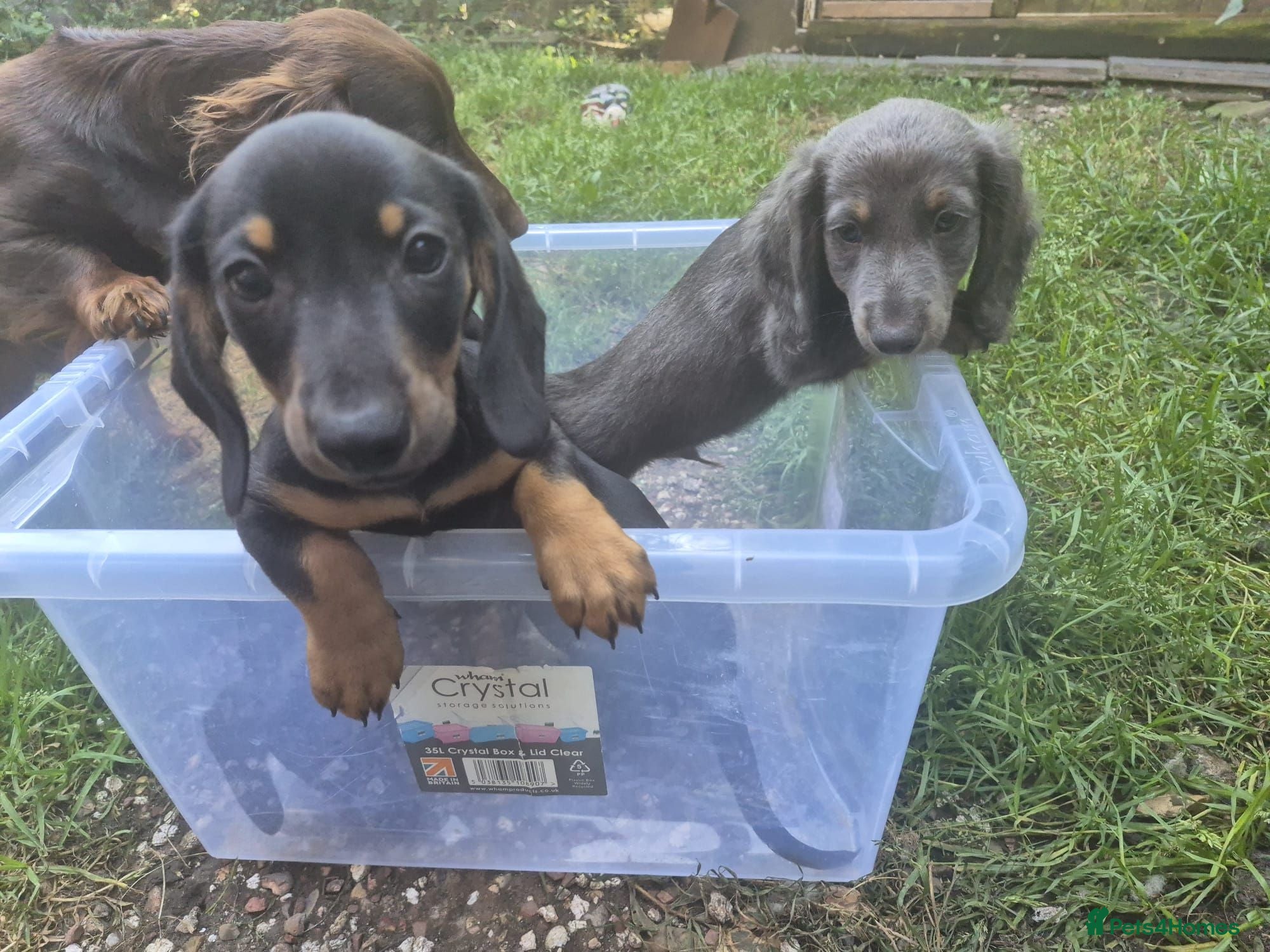 Dachshund dogs Only 4 beautiful dachshund puppies left - Advert 15