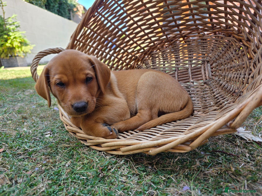 Labrador Retriever dogs for sale: KC Registered Fox Red Labrador Puppies - Image 30