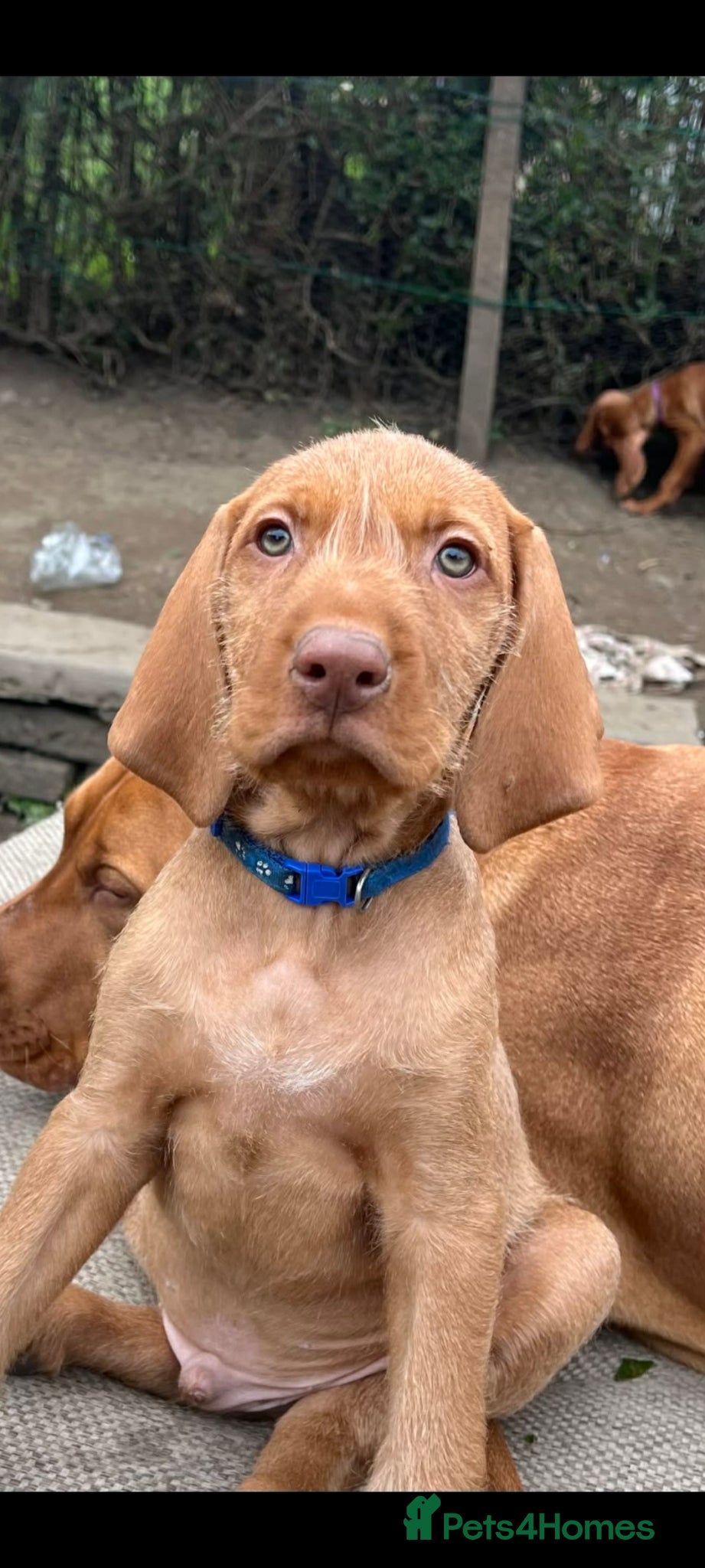 Hungarian Vizsla dogs Beautiful Hungarian Vizsla Puppies-Family Raised - Advert 1