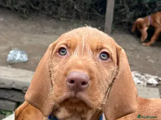Hungarian Vizsla dogs Beautiful Hungarian Vizsla Puppies-Family Raised - Advert 1