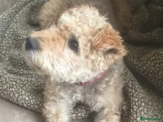 Mixed Breed dogs lakeypoo - Advert 16