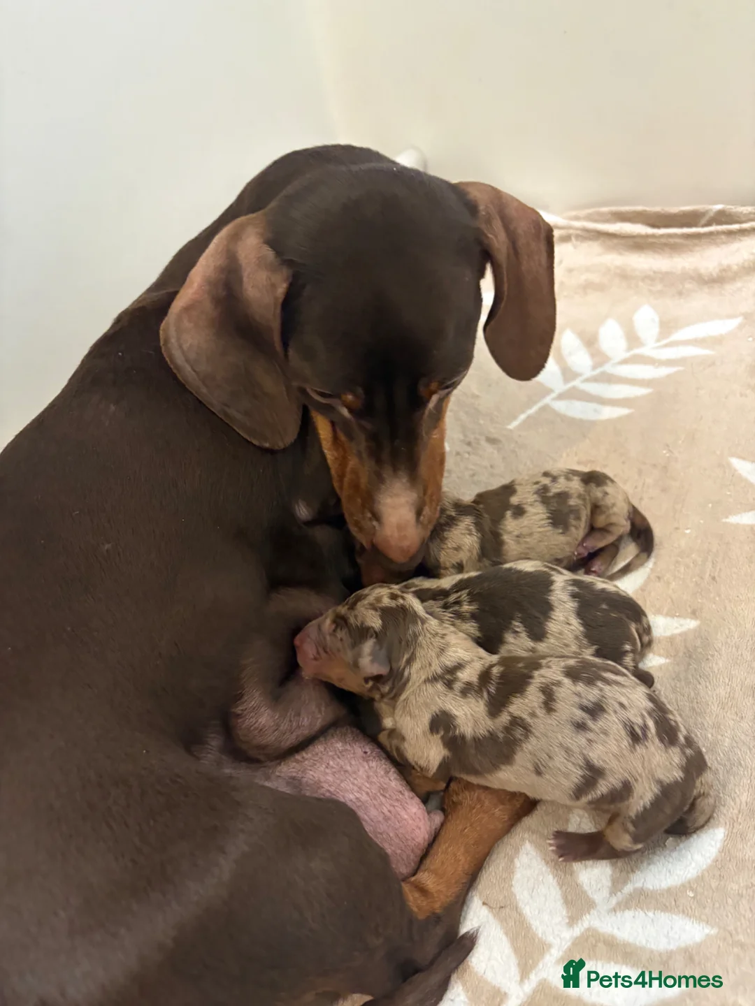 Miniature Dachshund dogs for sale: Minutare daschund pups  - Advert 1