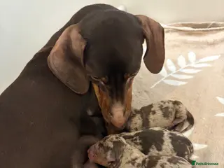 Miniature Dachshund dogs Minutare daschund pups - Advert 2