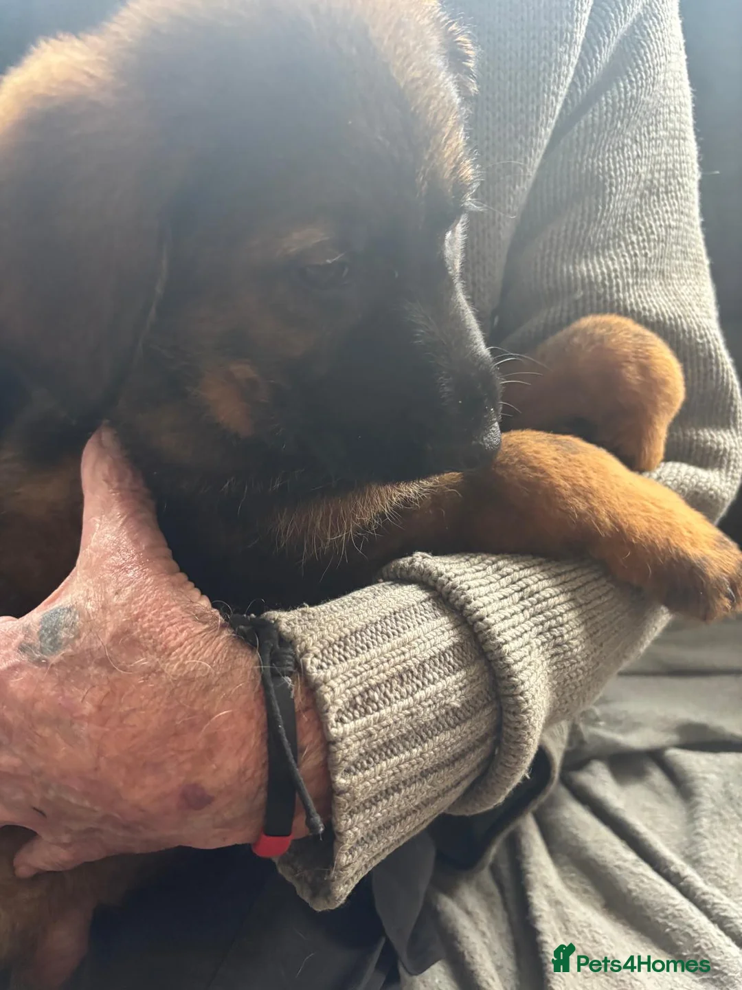 Mixed Breed dogs for sale: Intelligent & Loyal Shepadoodle Puppies - Advert 6