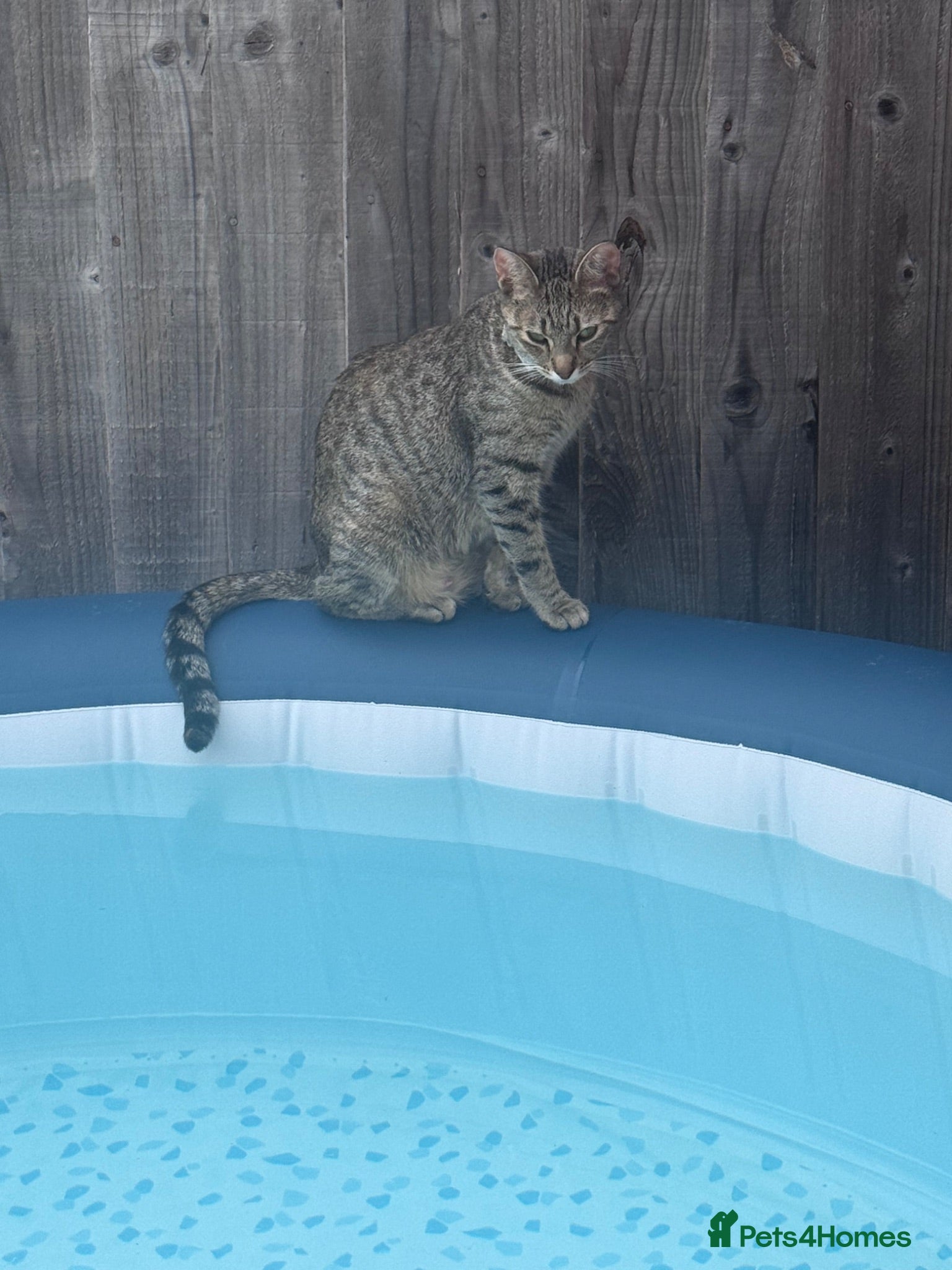 Domestic Shorthair cats domestic Shorthair Kittens  - Advert 5