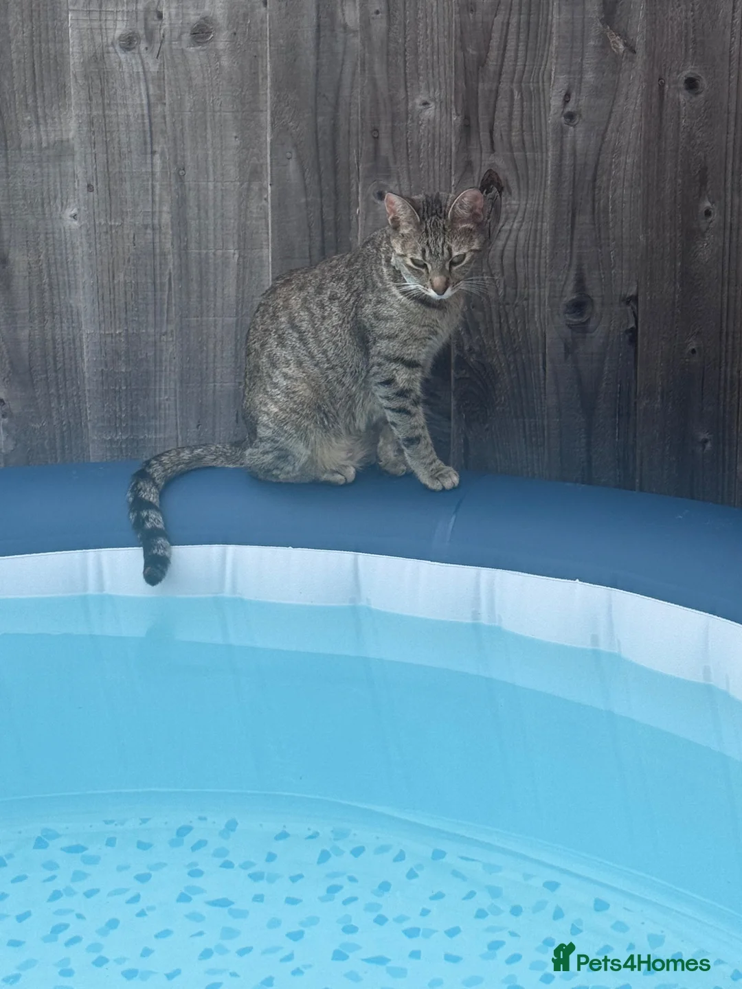 Domestic Shorthair cats for sale: domestic Shorthair Kittens  - Advert 1