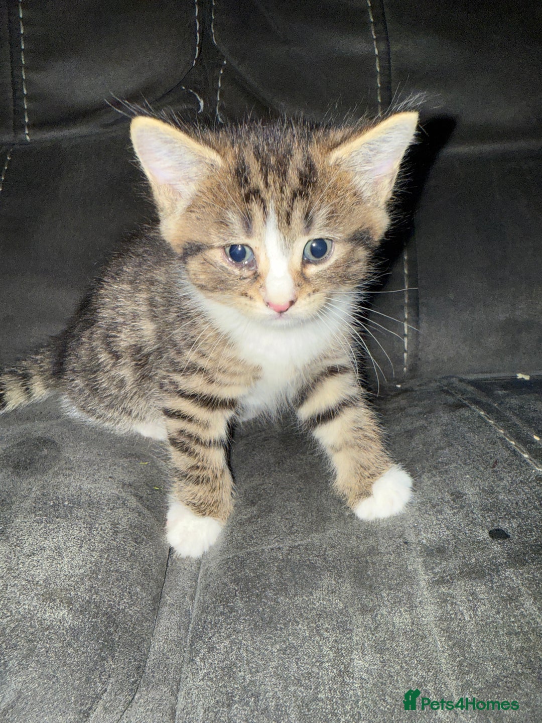 Bengal cats for sale: 3 5 week old kittens  - Image 1