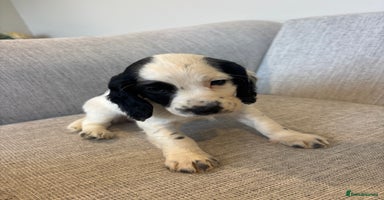 Cocker Spaniel dogs - Advert 4